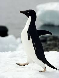Image of a Male Adelies Penguin The Male Adelies Penguin Image