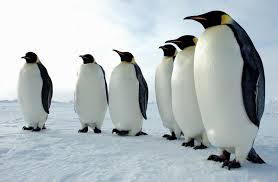 Image of a Group of Penguins Standing A Penguin Group Standing Image