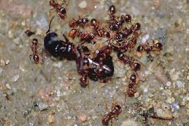 Image of a Dead Ant Queen Dead Ant Queen Image