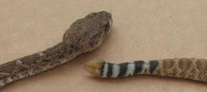 Image of a Rattlesnake Skin and Rattle Rattlesnake Skin and Rattle Image