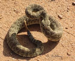 Image of a Rattlesnake About to Strike Rattlesnake About to Strike Image