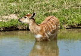 Image of a Sitatunga in the Water Sitatunga in the Water Image
