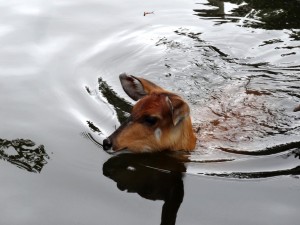 Image of a Sitatunga Swimming Sitatunga Swimming Image