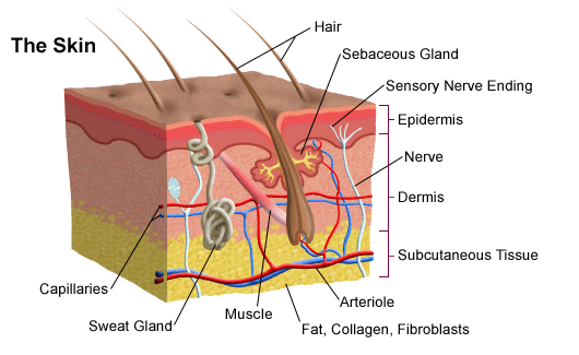 Image About the Layers of Skin Layers of Skin Image
