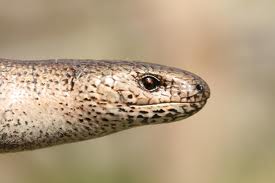 Image of A Slow Worm Eye Slow Worm Eye Image