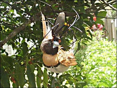 Image of a Spider Eating a Bird Spider eating a Bird image