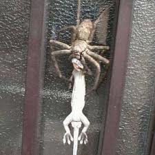 Image of a Big Spider Eating a Lizard A Big Spider Eating a Lizard Image