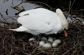 Image of a Swan with its Eggs Swan with its Eggs Image