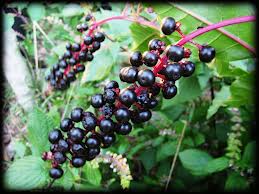 Image of Harmful Pokeberries Harmful Pokeberries Image