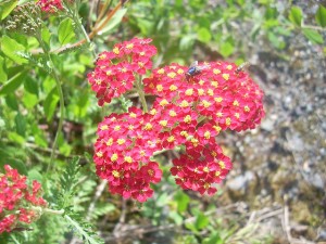 Image of the Yarrow Plant for Healing Wounds - Learn About the Power of Plants Yarrow Plant for Healing Wounds Image - Science for Kids the Power of Plants