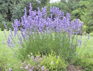 Image of the Lavender Plant Lavender Plant Image
