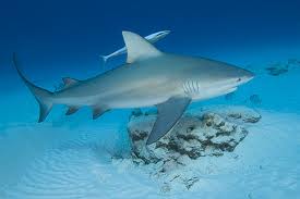 Image of a Swimming Bull Shark A Swimming Bull Shark Image