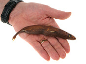 Image of a Spined Pygmy Shark - Learn All About Sharks A Spined Pygmy Shark Image - Science for Kids All About Sharks