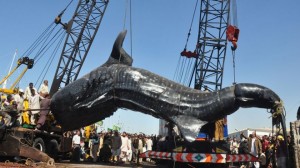 Image of a Huge Captured Whale Shark A Huge Captured Whale Shark Image
