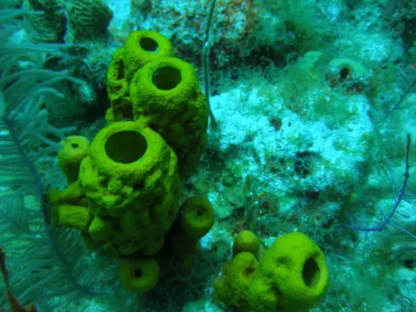 cool sponges