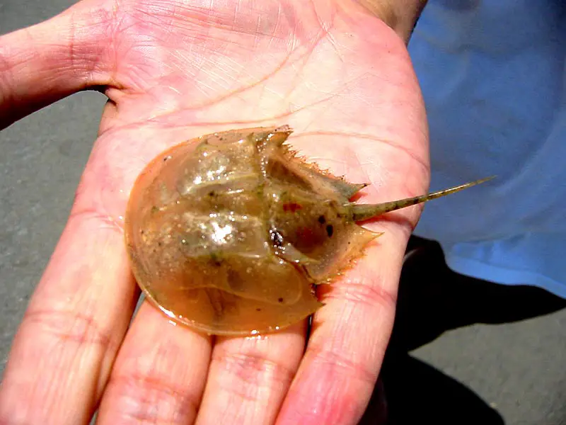 https://cdn-0.easyscienceforkids.com/wp-content/uploads/2014/03/Science-Kids-Fun-Facts-on-Xiphosura-Image-of-a-Small-Horseshoe-Crab.jpg